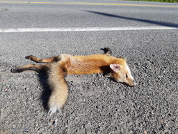 asphalt_wildlife.jpg